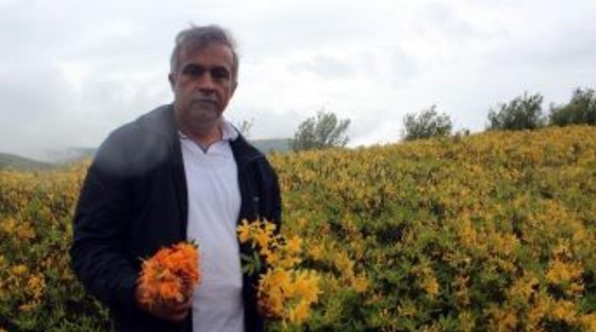 Her Yerde Sarı A&ccedil;an &Ccedil;i&ccedil;ekler Burada Kırmızı A&ccedil;ıyor