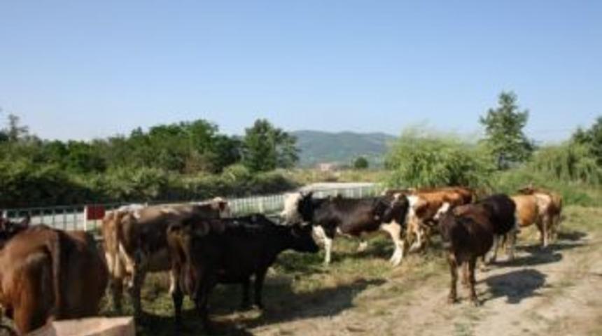 &Ccedil;aycuma Da Başıboş Gezen Hayvanlara Ceza