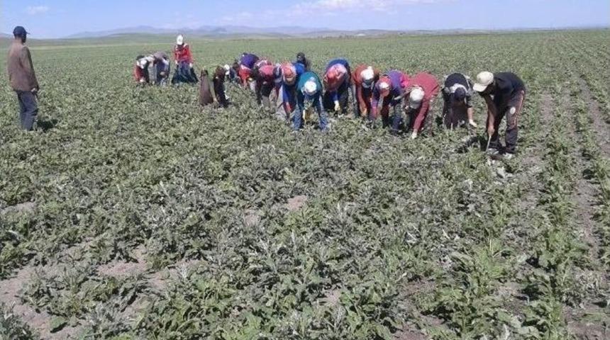 Tarlada &Ccedil;alışarak Aile B&uuml;t&ccedil;elerine Katkı Sağlıyorlar