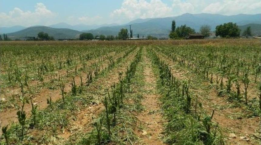 Sel Felaketi Peşrefli Mahallesi&rsquo;ni Vurdu