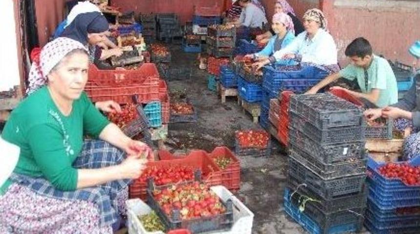 Fiyatlar D&uuml;ş&uuml;nce &Ccedil;ilek &Uuml;reticisi Dertlendi