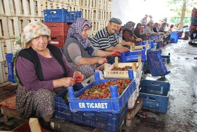 Fiyatlar Düşünce Çilek Üreticisi Dertlendi