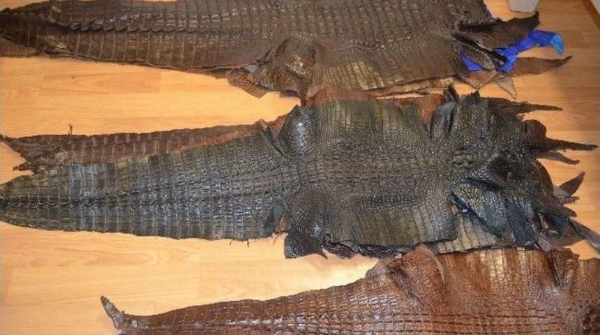 Havalimanında Ka&ccedil;ak Timsah Ve Vatoz Derisi Ele Ge&ccedil;irildi