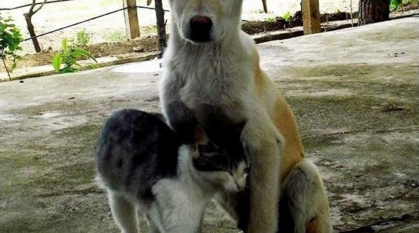 &Ccedil;ocuğunuza Karne Hediyesi Kedi K&ouml;pek Alınmayın