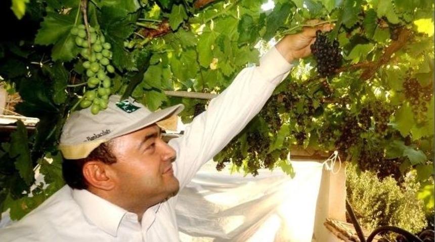 Sarıg&ouml;l&rsquo;de İlk &Uuml;z&uuml;m Piyasaya &Ccedil;ıktı