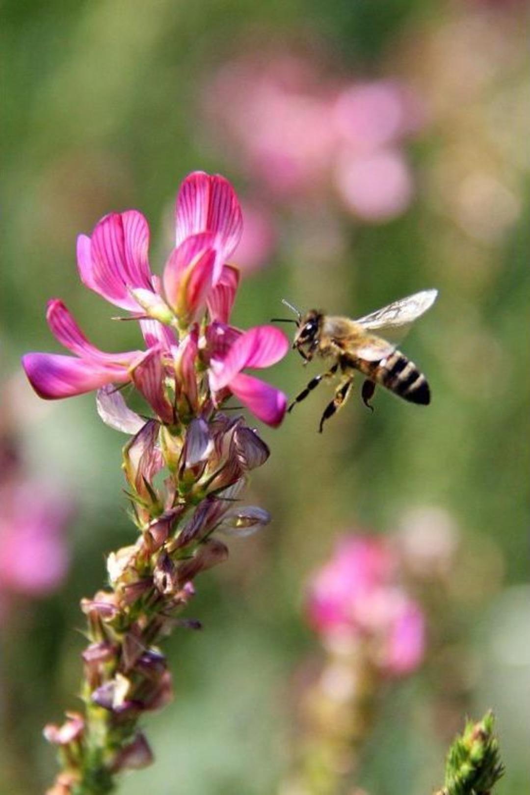 Hafik'te Arıcılık Yapanlara "korunga Ekin" &Ouml;nerisi