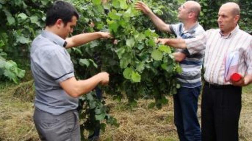 Fındıkta Rekolte Tespiti &Ouml;ncesi Uyarı