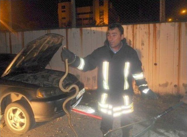 Araca Giren Yılanı İtfaiye &Ccedil;ıkardı 1