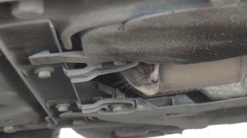 Ereğli İtfaiyesinden Kedi Kurtarma Operasyonu