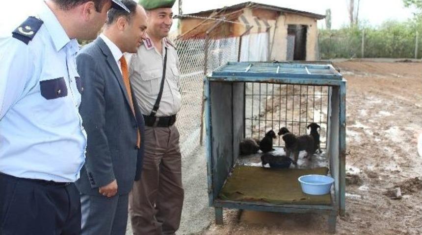 Beyşehir&rsquo;de K&ouml;pek Barınağı Oluşturuldu