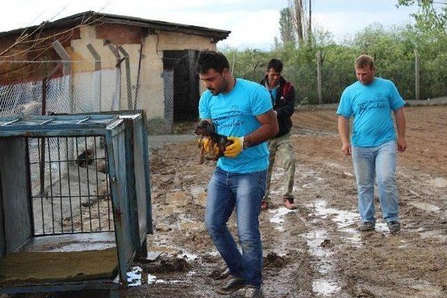 Beyşehir’de Köpek Barınağı Oluşturuldu