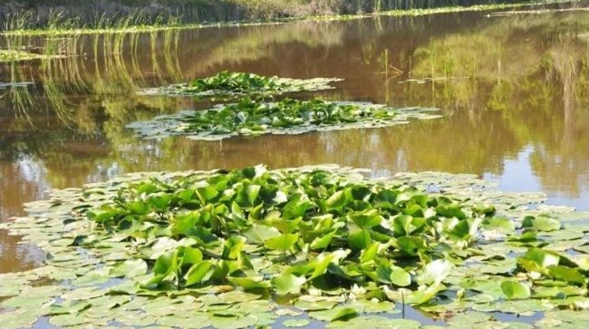 Doğadan Okula Bilim K&ouml;pr&uuml;s&uuml;