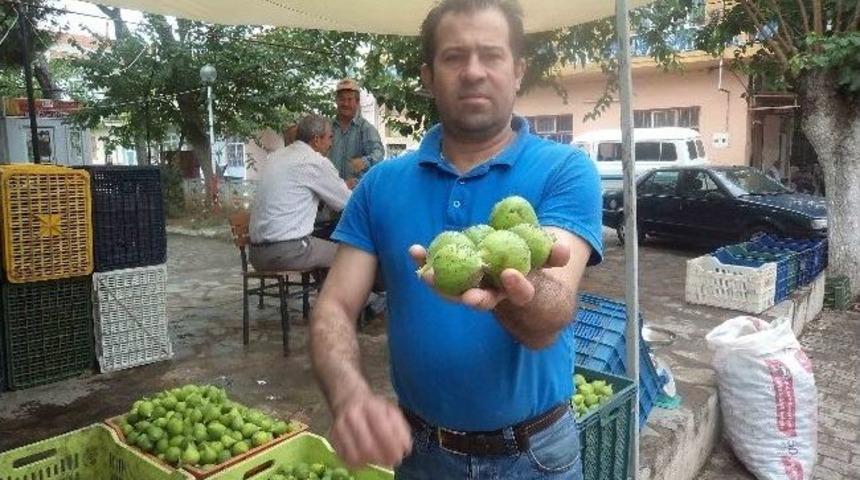 Son Yağışlar İncir Üreticisini Mağdur Etti