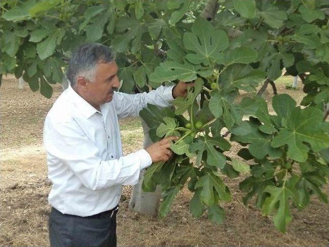 Son Yağışlar İncir Üreticisini Mağdur Etti