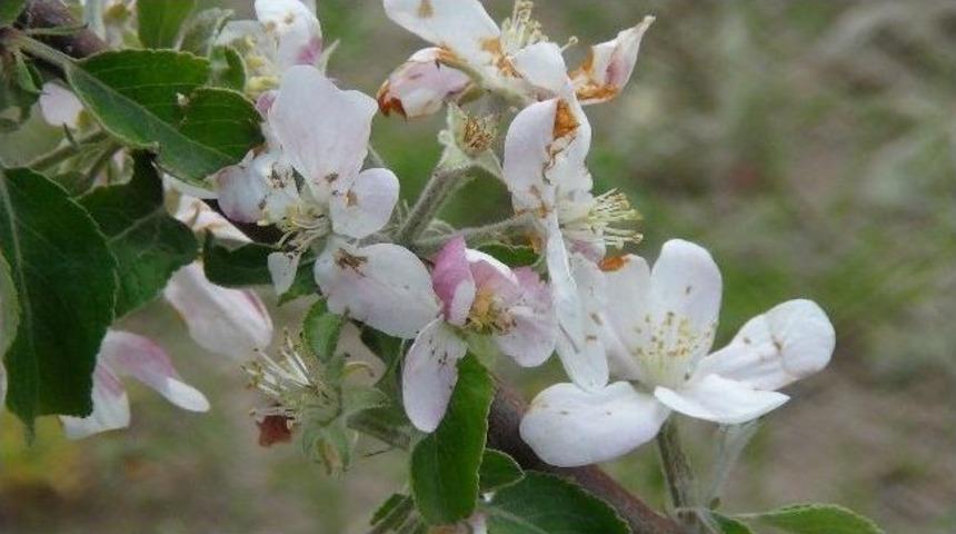 Bitlis&rsquo;te Meyvecilik Sekt&ouml;r&uuml;