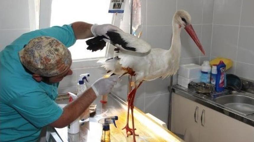 &Ccedil;ankırı'da Yaralı Leylek Tedavi Edildi