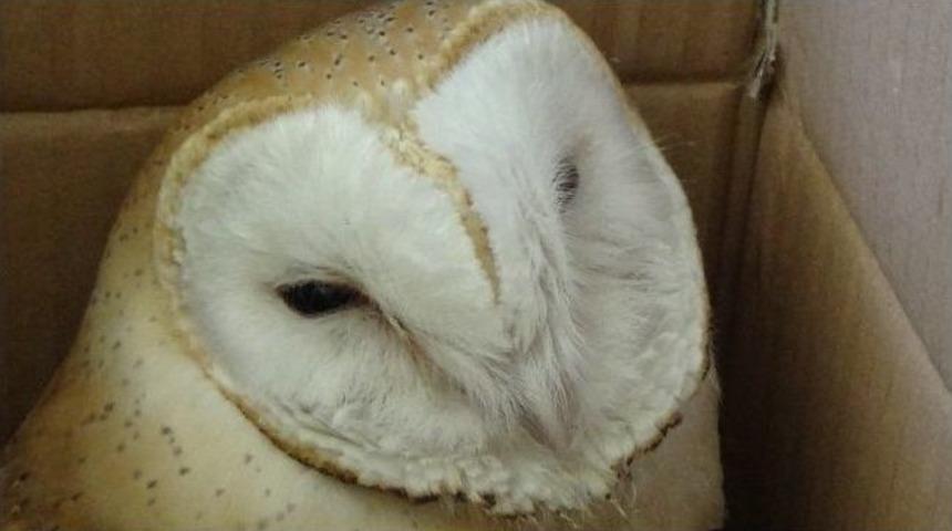 Yaralı &ldquo;pe&ccedil;eli Baykuş&rdquo; Tedavi Altına Alındı