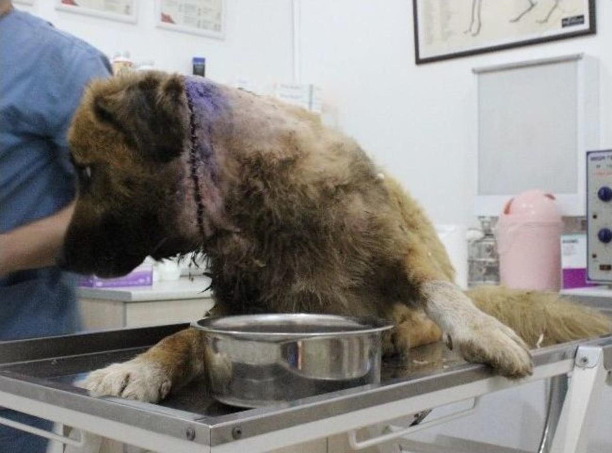 (&ouml;zel Haber) Sokak K&ouml;peğinin Yaşam Savaşı