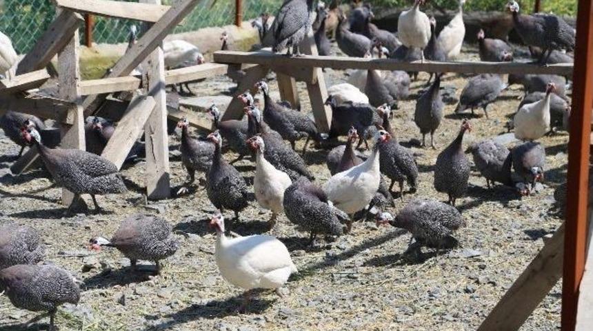 Yozgat&rsquo;ta Kene İle M&uuml;cadelede İ&ccedil;in 2 Bin Be&ccedil; Tavuğu &Uuml;retiliyor