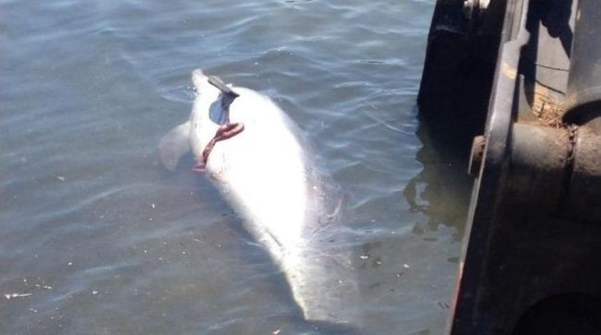 Lapseki&rsquo;de &Ouml;l&uuml; Yunus Balığı Sahile Vurdu