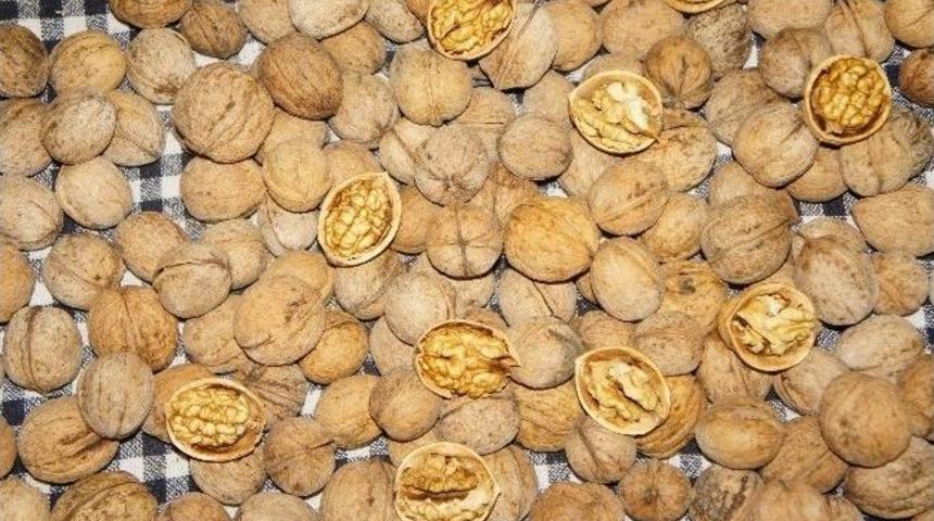 Kastamonu&rsquo;da Ceviz Verimi Y&uuml;zde 31 Arttı