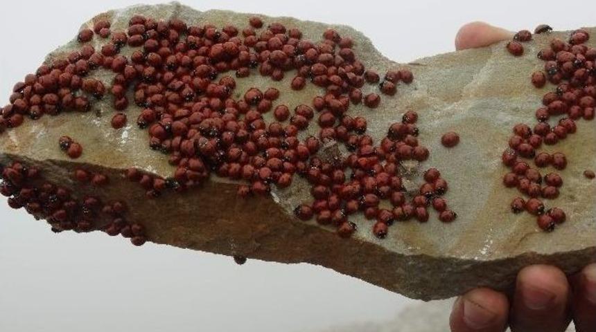 Milyonlarca Uğur B&ouml;ceği, Binlerce Dilek