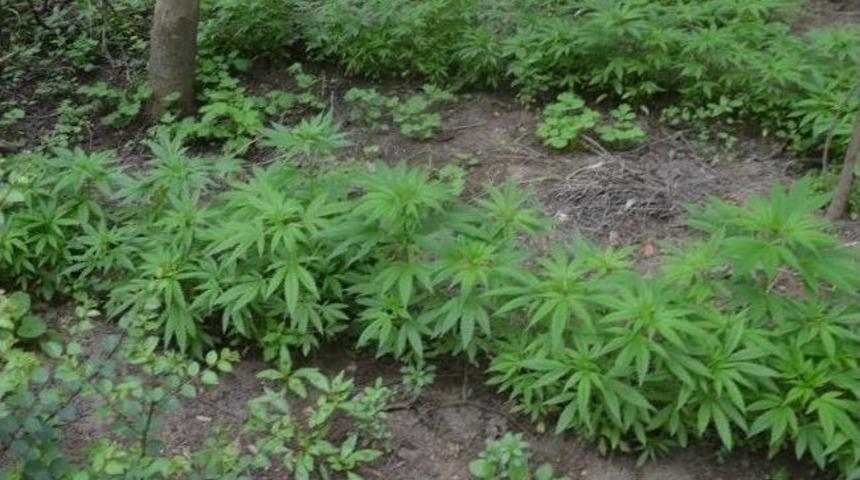 Jandarmadan Uyuşturucu Operasyonu