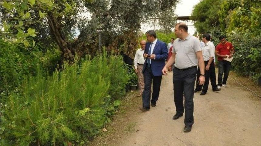 Başkan Alıcık, Belediye Fidanlığını İnceledi