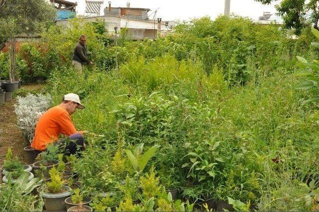 Başkan Alıcık, Belediye Fidanlığını İnceledi