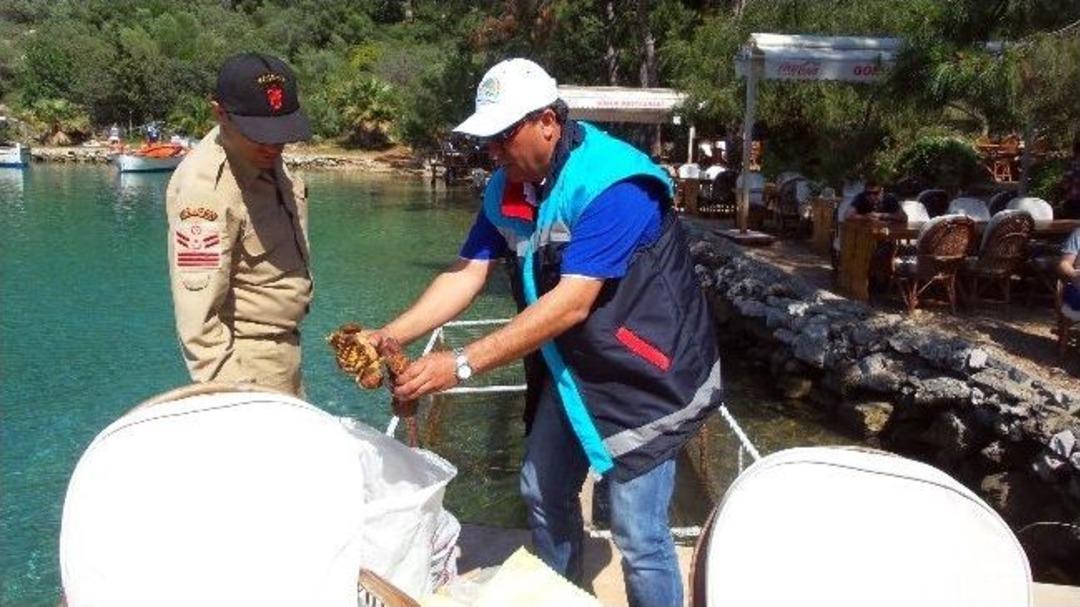 Tarım Ve Jandarmadan Karavida Operasyonu