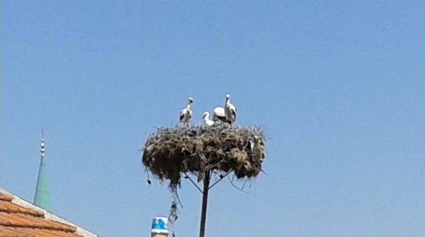 Balık Ölümleri Leylek Yavrularını Aç Bıraktı