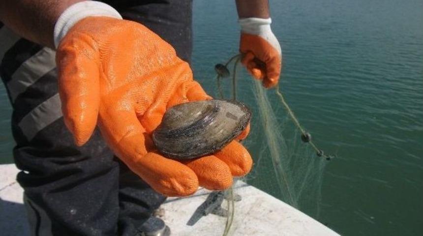 Midyeler G&ouml;le Bırakıldı