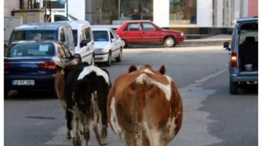 Gerede&rsquo;de Hayvancılık Yasaklandı