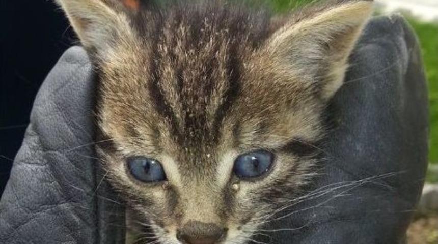 Minik Kediyi İtfaiye Erleri Kurtardı