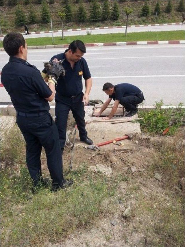 Minik Kediyi İtfaiye Erleri Kurtardı