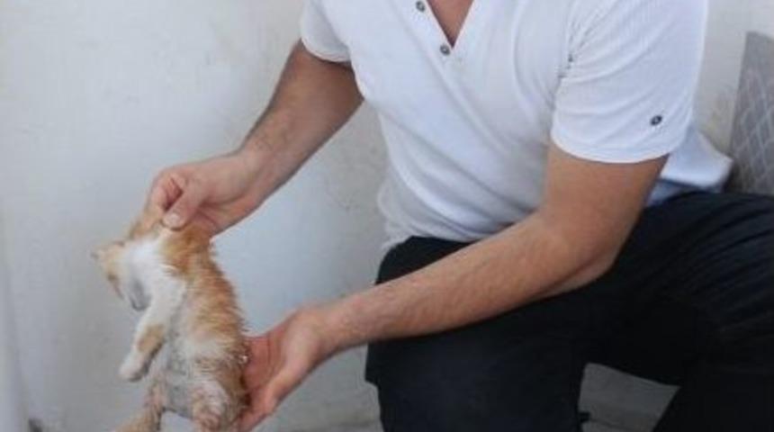 Yaralı Sokak Kedisi İ&ccedil;in 165 Tl&rsquo;lik Fatura