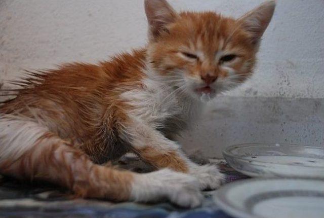 Yaralı Sokak Kedisi İ&ccedil;in 165 Tl&rsquo;lik Fatura 1