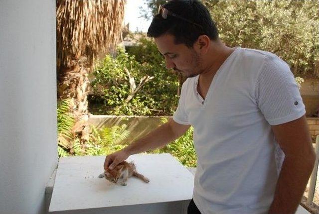 Yaralı Sokak Kedisi İ&ccedil;in 165 Tl&rsquo;lik Fatura 2