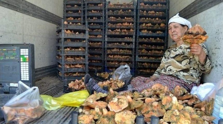 &Ccedil;ıntar Mevsimi Şaşırdı