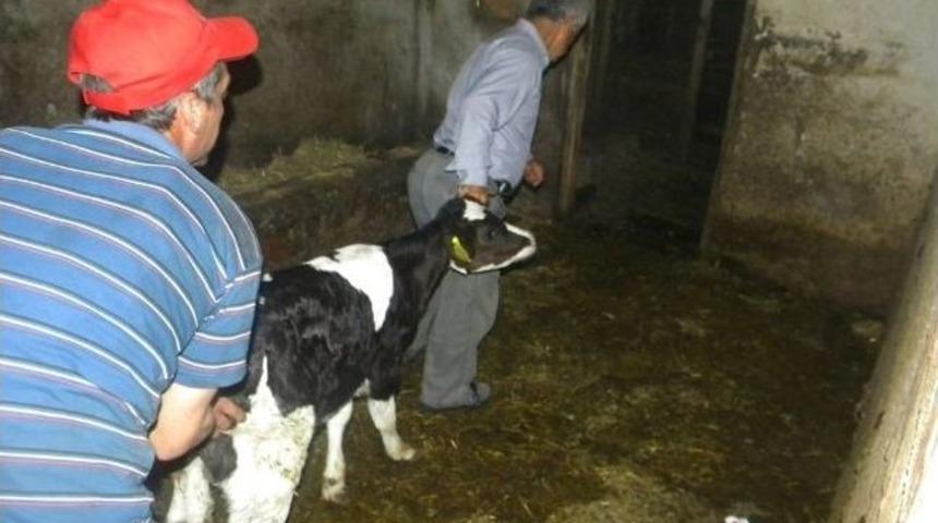 Yangından Kurtulan Vatandaş, İlk &Ouml;nce Hayvanlarını Kurtarmaya Koştu