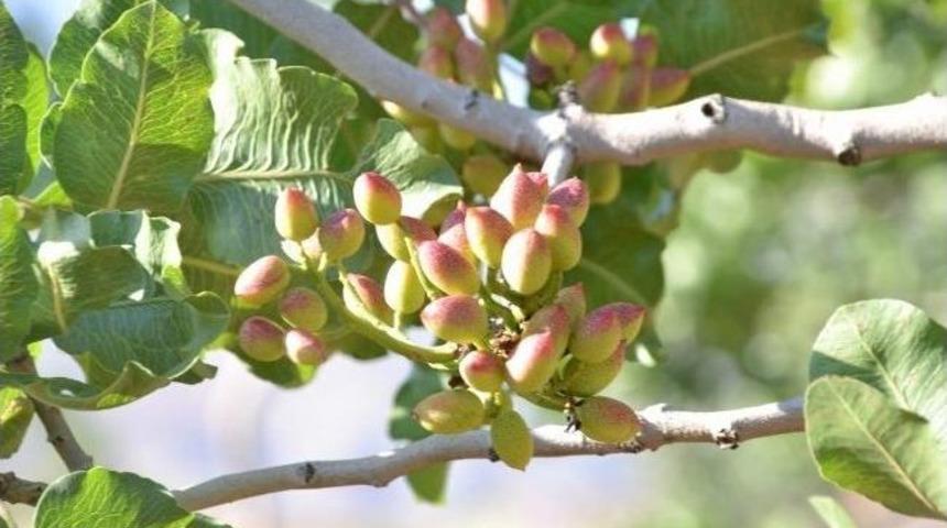 (&ouml;zel Haber) Don, Fıstık Rekoltesini D&uuml;ş&uuml;rd&uuml; Fiyatları Y&uuml;kseltti