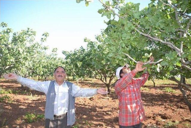 (&ouml;zel Haber) Don, Fıstık Rekoltesini D&uuml;ş&uuml;rd&uuml; Fiyatları Y&uuml;kseltti 1