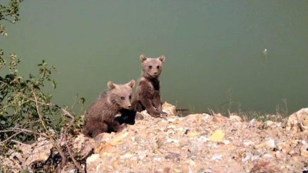 G&uuml;m&uuml;şhane'de Sıcaktan Bunalan Yavru Ayılar Baraj G&ouml;l&uuml;nde Serinledi