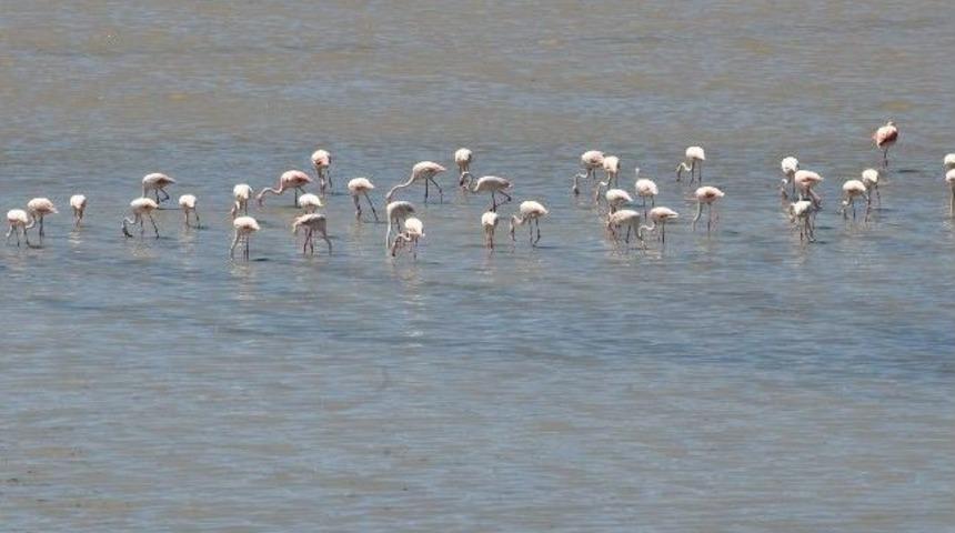 Flamingoların G&ouml;rsel Ş&ouml;leni