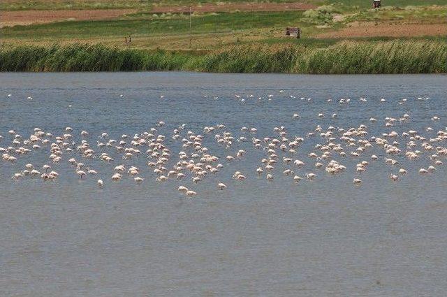 Flamingoların Görsel Şöleni