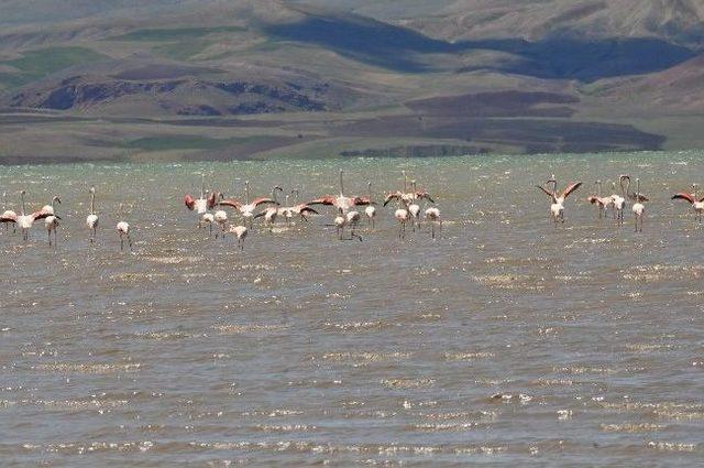 Flamingoların Görsel Şöleni