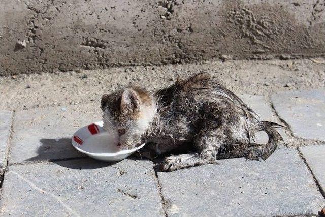 Fare Tuzağına Yavru Kedi Düştü