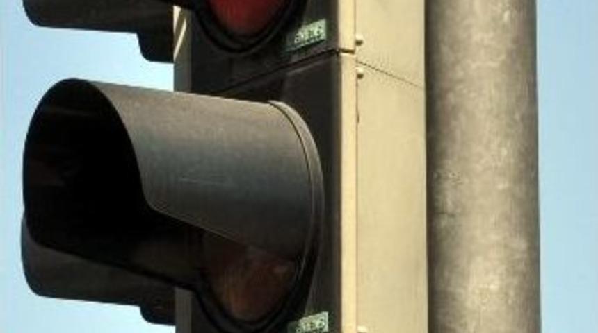 Kumru Yuva Yapmış Trafik Lambasına