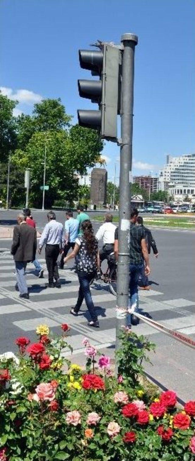 Kumru Yuva Yapmış Trafik Lambasına