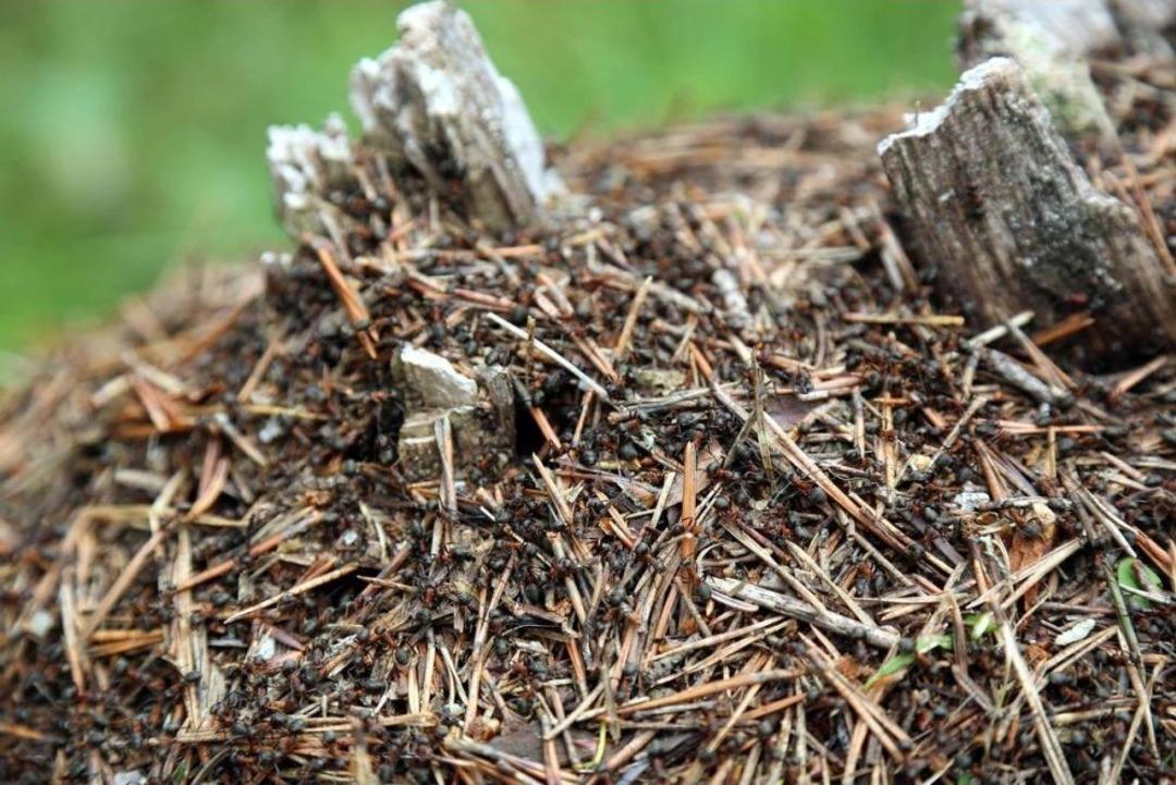 Ormanı "yamyam Karıncalar" Koruyor